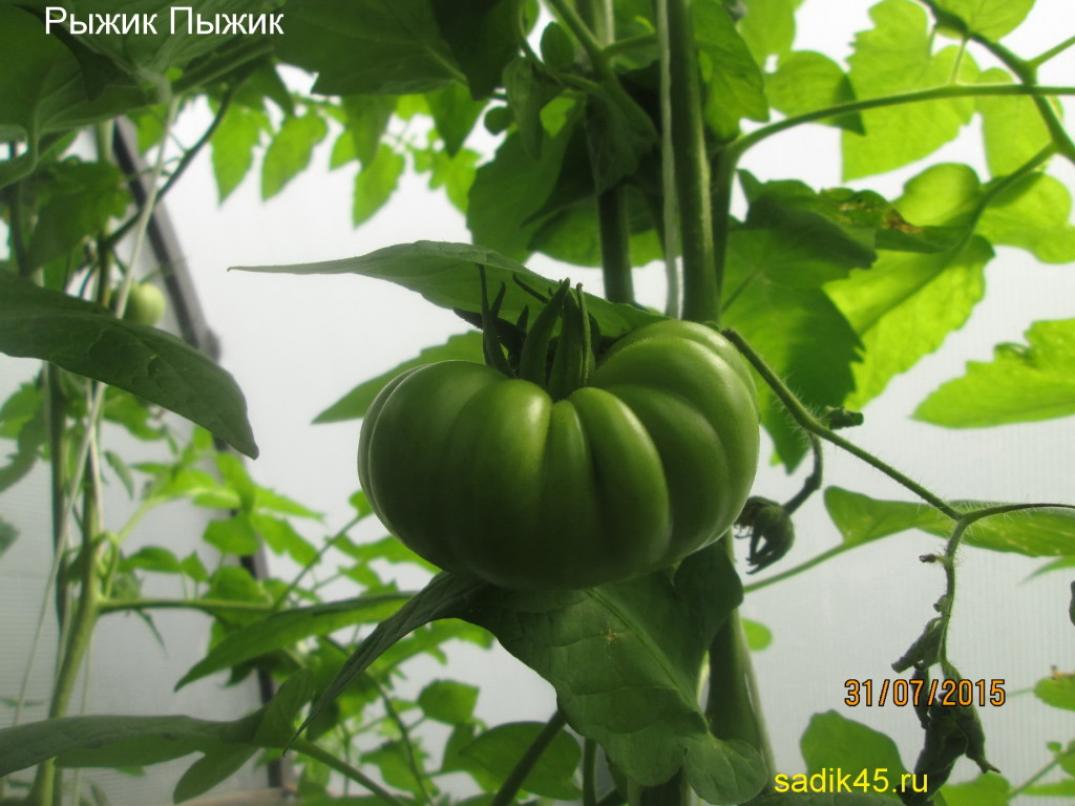 Томат Рыжик 3