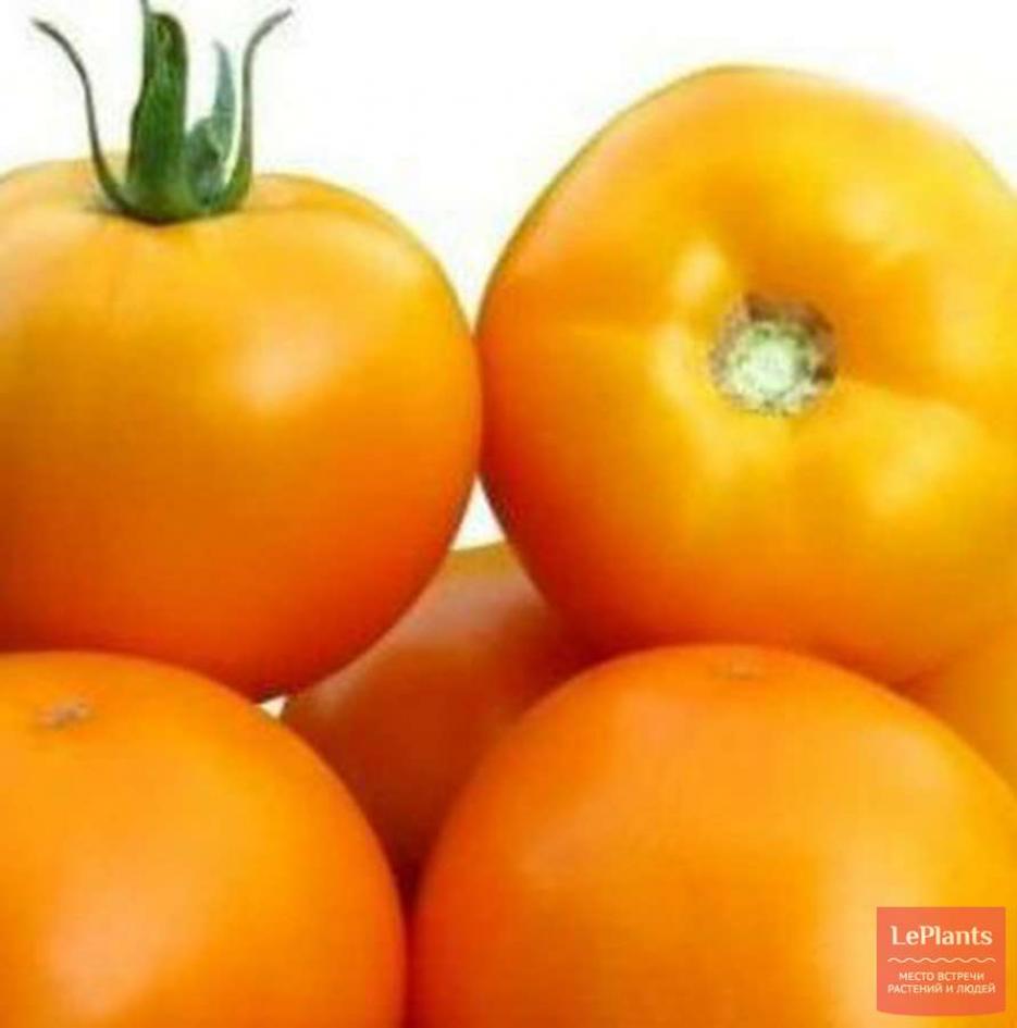Томат Рыжик 4
