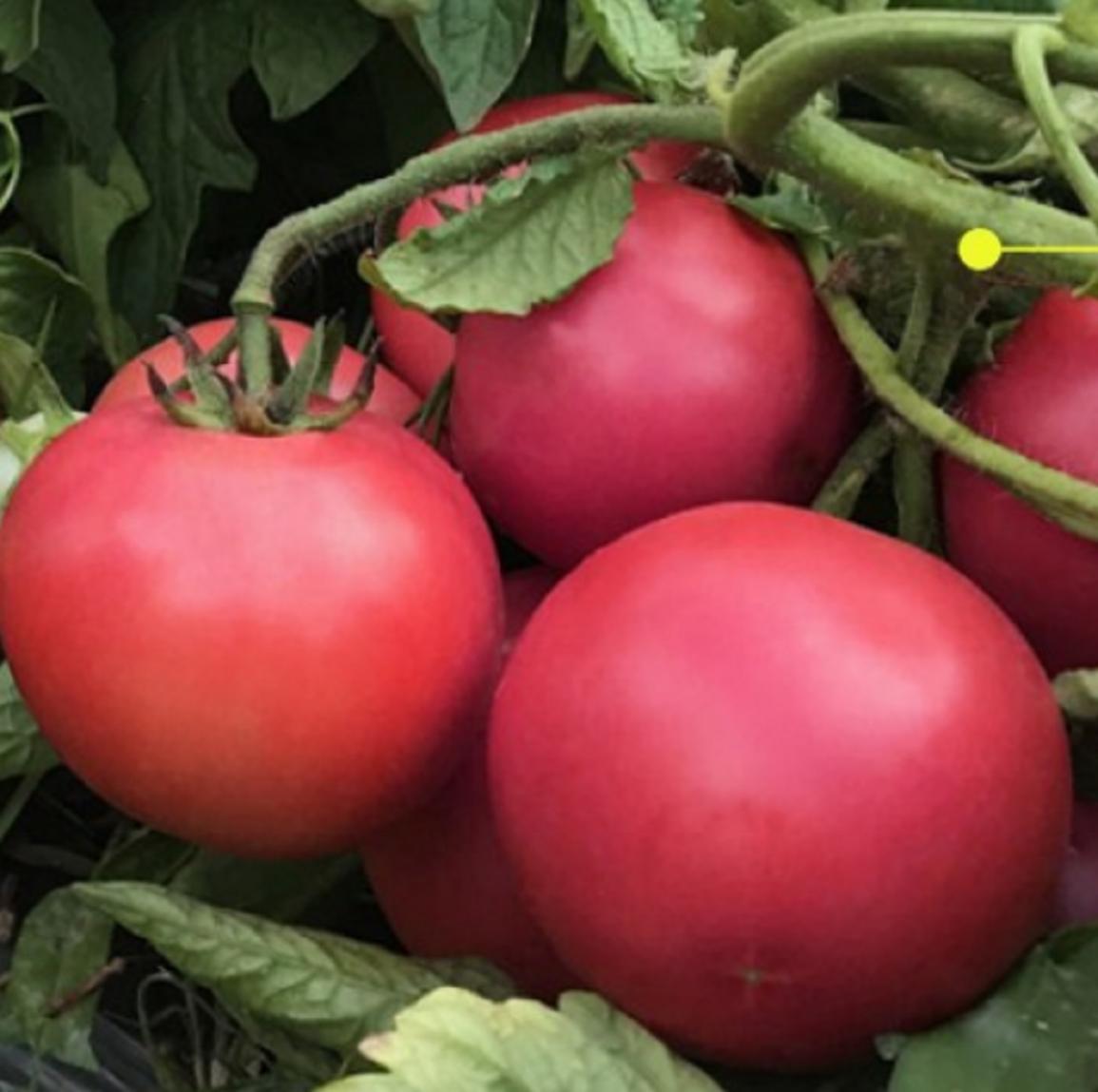 Томат СА-911 4