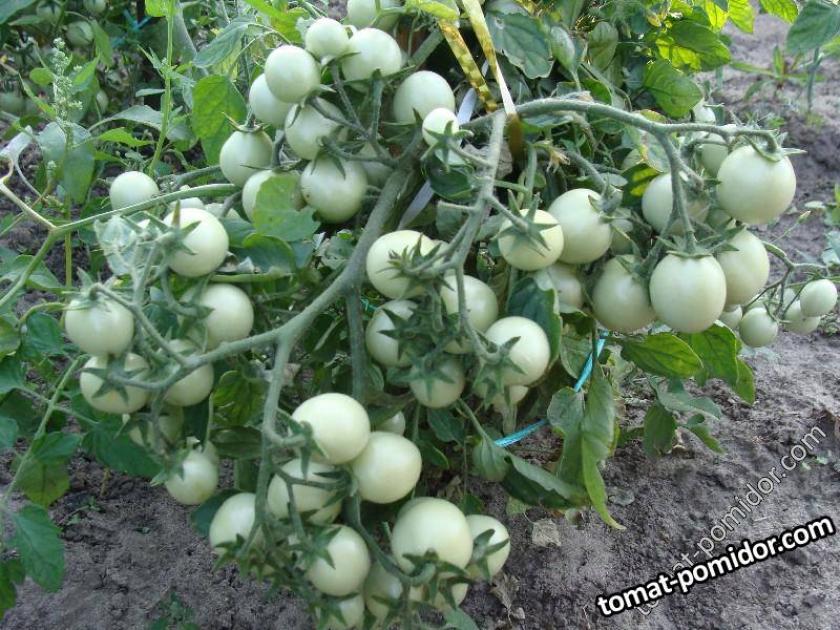 Томат Садовая жемчужина 3