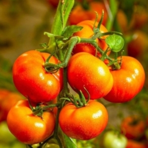 Томат Сафари