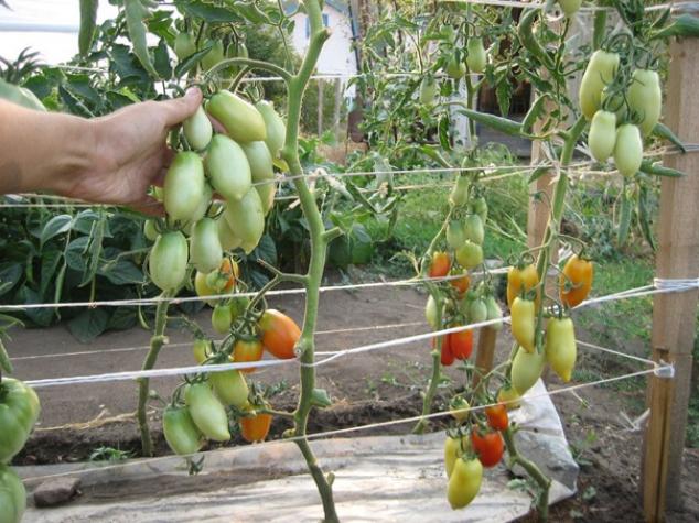 Томат Сахарная слива красная 2