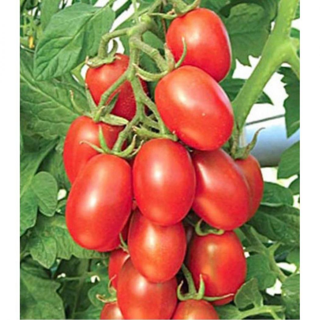 Томат Сахарная слива красная 3