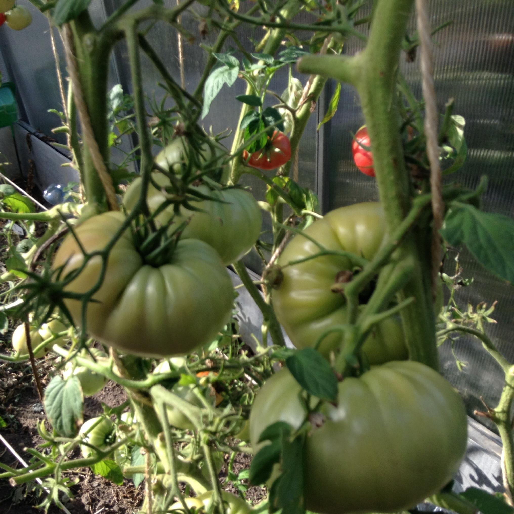 Томат Сахарный спрут 3