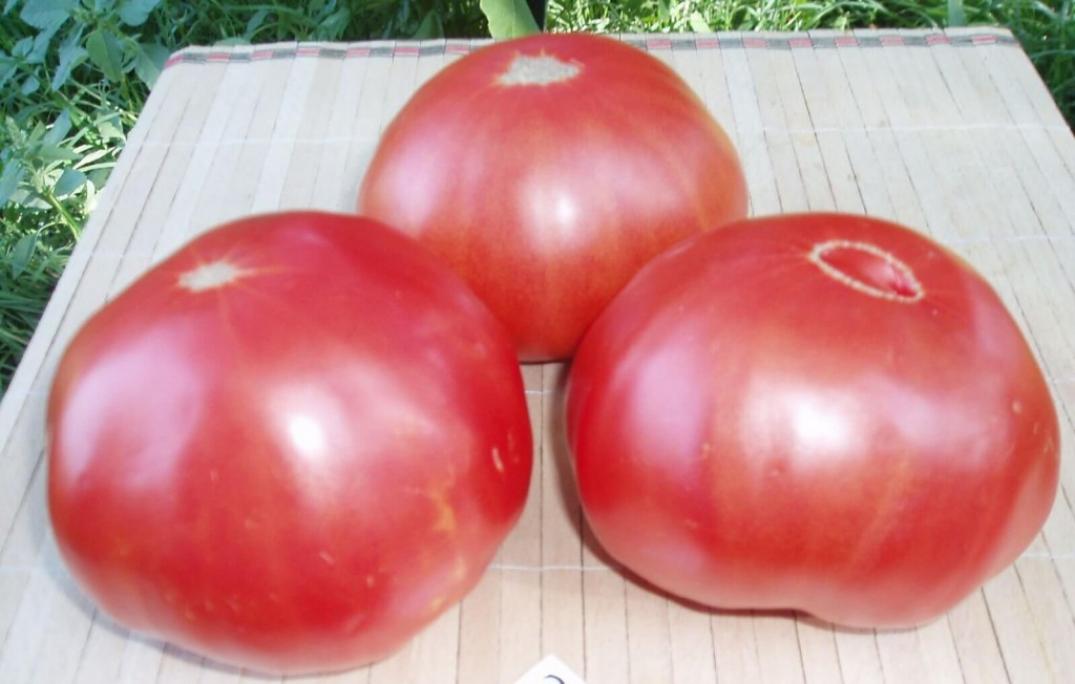 Томат Салатный розовый 2