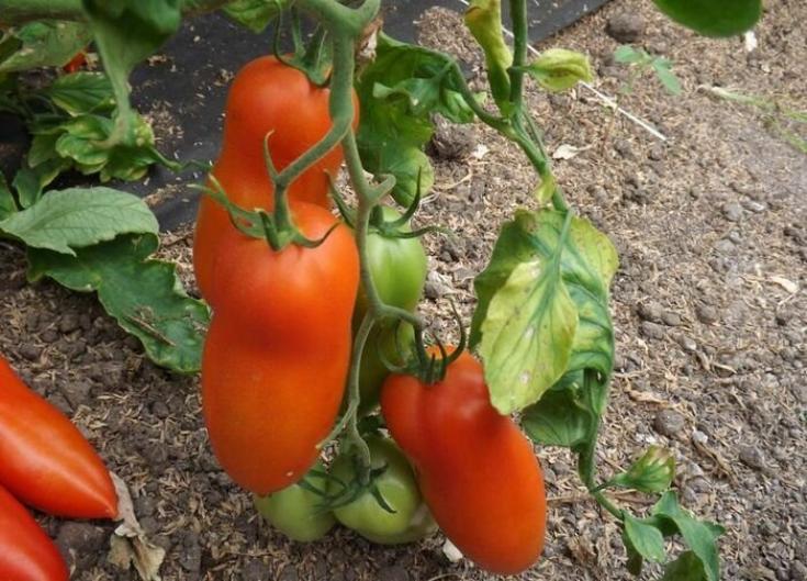 Томат Самбек 2