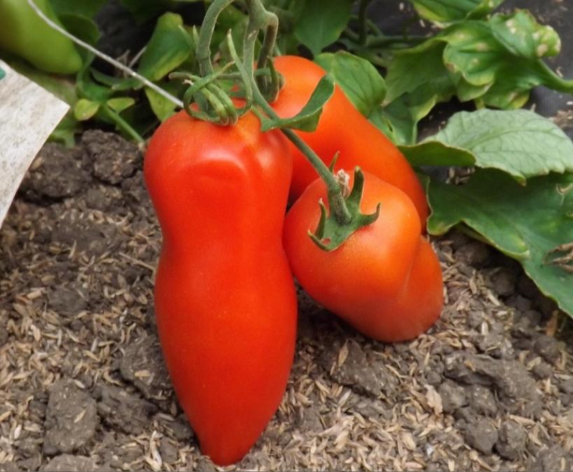 Томат Самбек 3