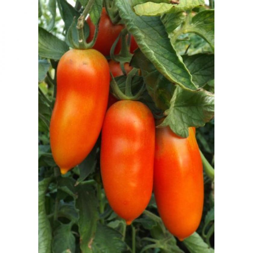 Томат Самбек 4