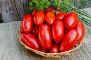 Томат Самкон 11