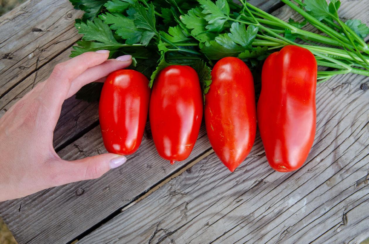 Томат Самкон 12 3