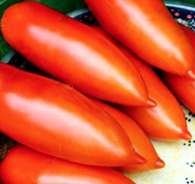 Томат Самкон 12