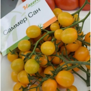 Томат Саммер сан