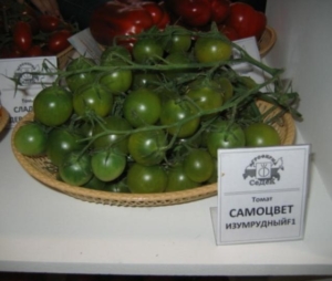 Томат Самоцвет изумрудный