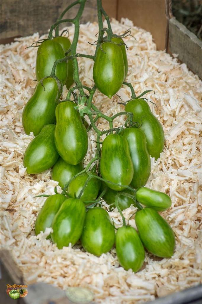 Томат Самоцвет изумрудный 2