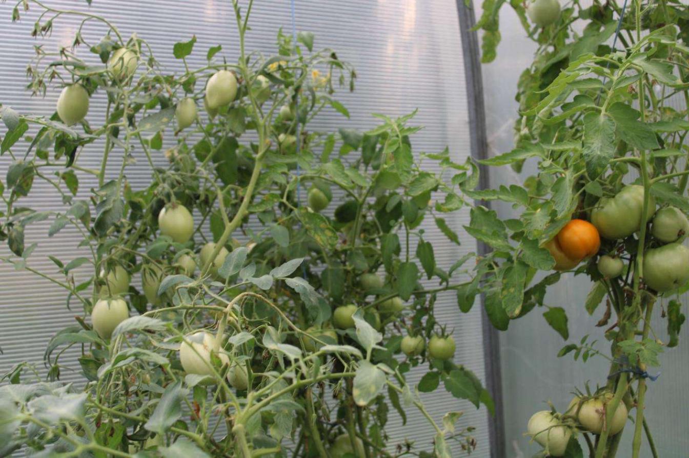 Томат СамРастет 3