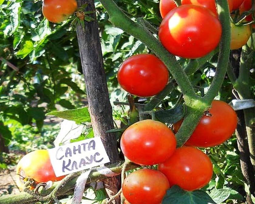 Томат Санта Клаус 2