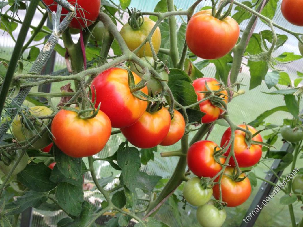 Томат Санта Клаус 3