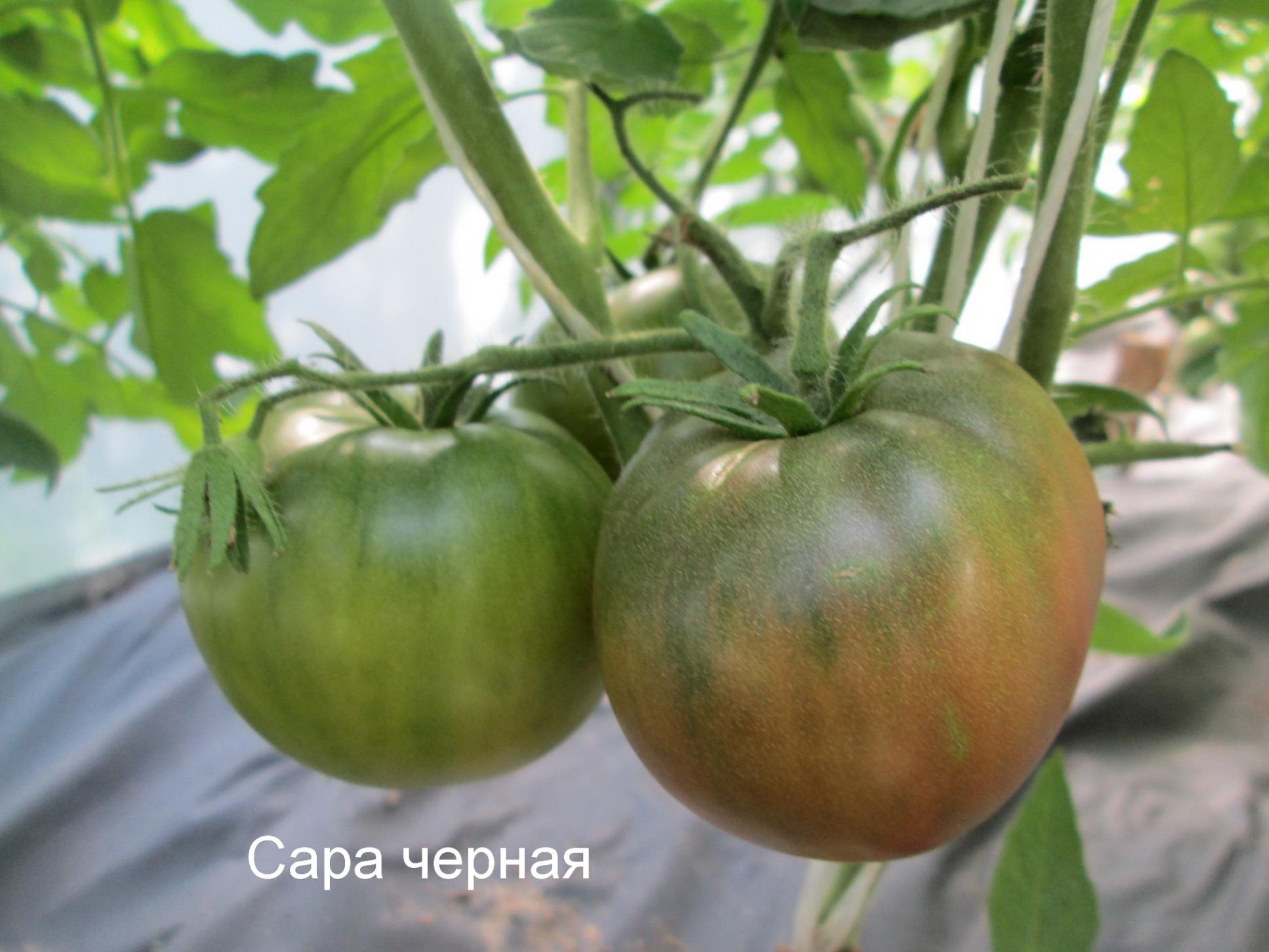 Томат Сара Черная 2