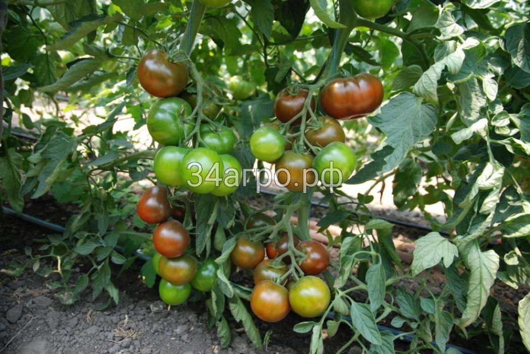 Томат Сашер 2