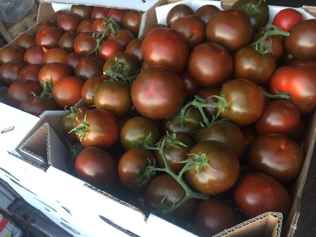 Томат Сашер 3