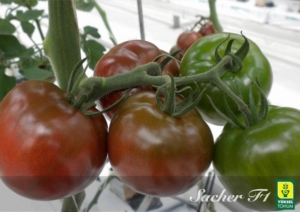 Томат Сашер