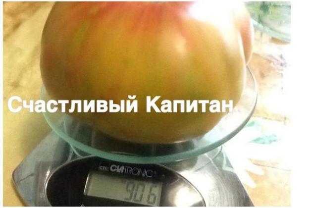 Томат Счастливый капитан 2