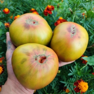 Томат Счастливый капитан