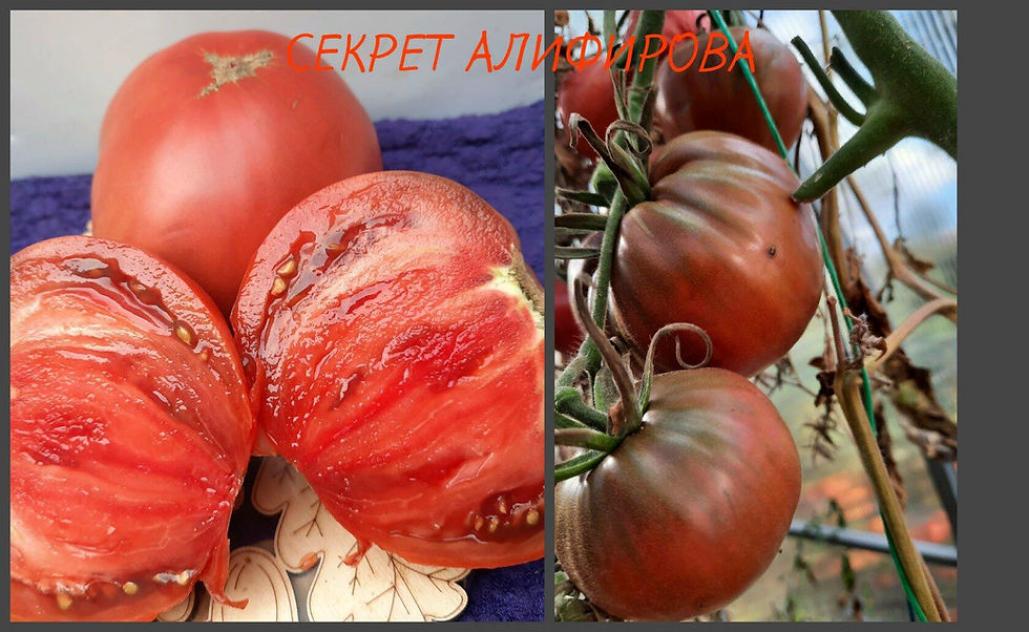 Томат Секрет Алифирова 3