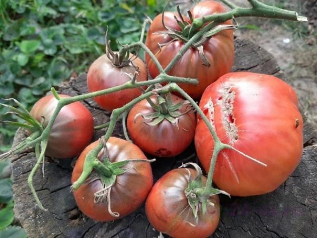 Томат Секрет Алифирова