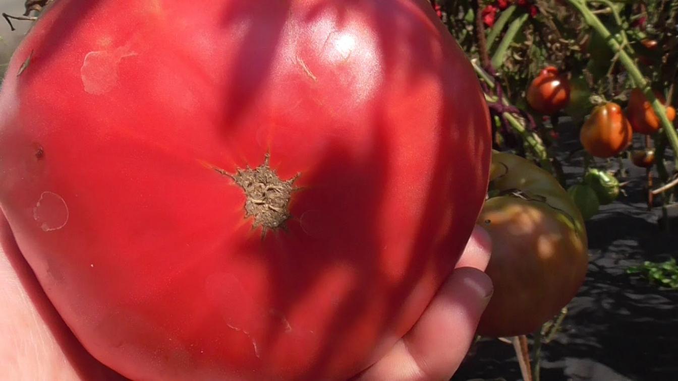 Томат Семипалатинский 2