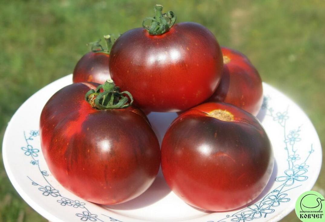 Томат Семипалатинский 3