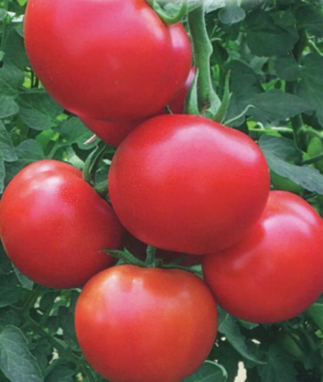 Томат Семко 18