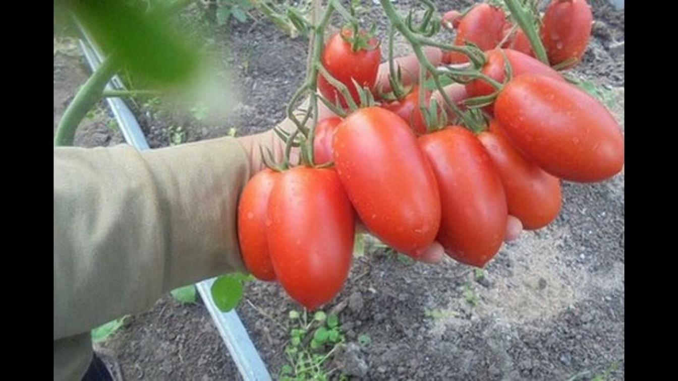 Томат Сэр Элиан