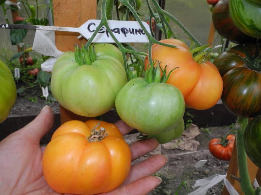 Томат Серафима 2