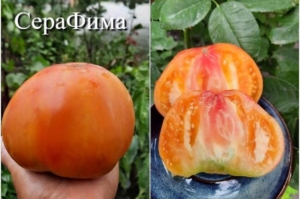 Томат Серафима