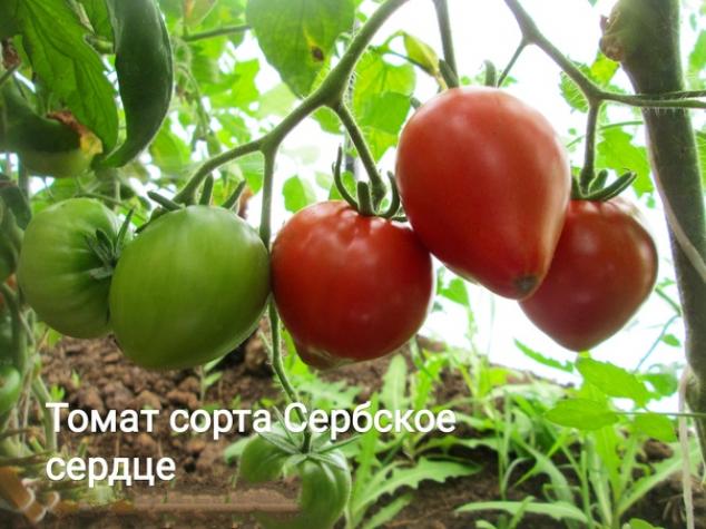 Томат Сербское сердце