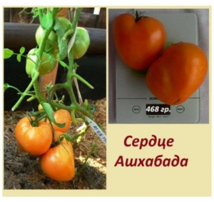 Томат Сердце Ашхабада