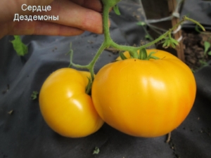 Томат Сердце Дездемоны