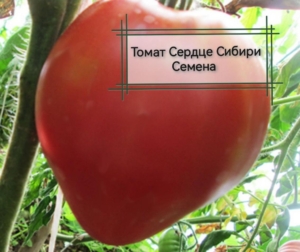 Томат Сердце Сибири