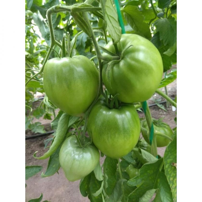 Томат Сердце зубра 2