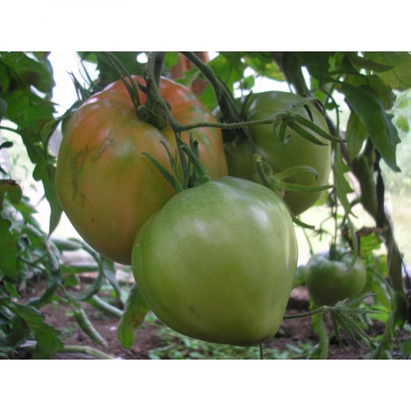 Томат Сердце зубра 3