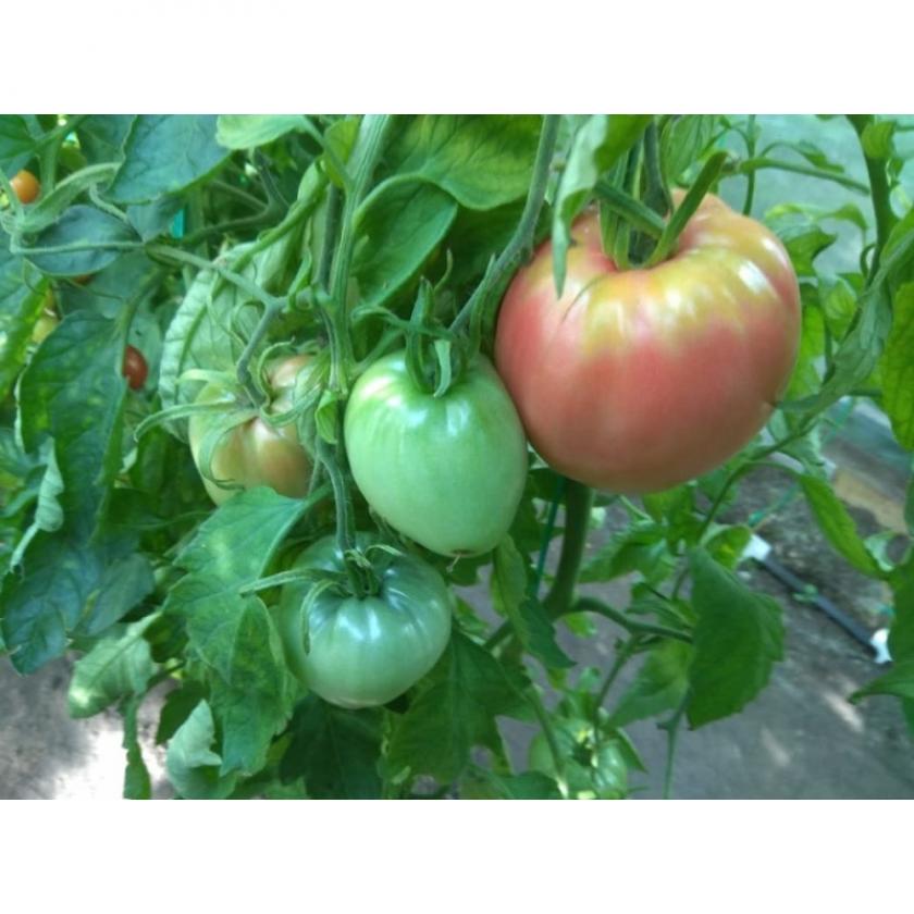 Томат Сердце зубра 4