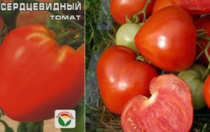 Томат Сердцевидный