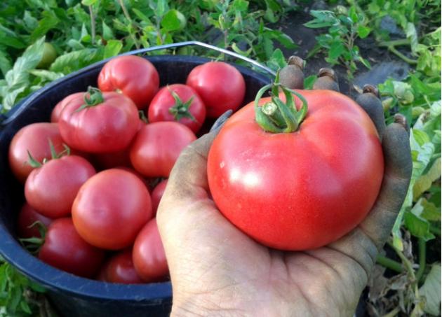 Томат Сергей