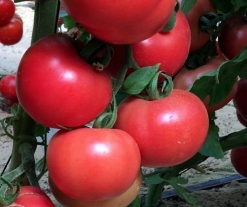 Томат Сергей 2