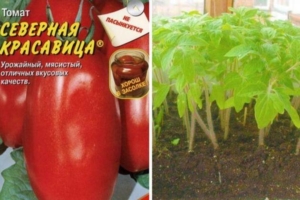 Томат Северная красавица