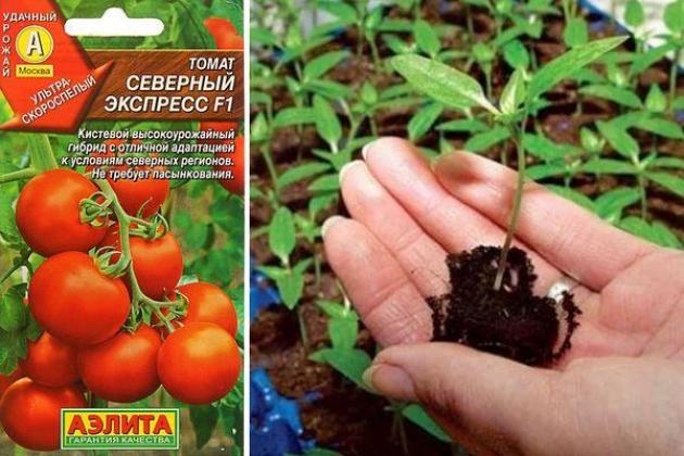 Томат Северный экспресс 2