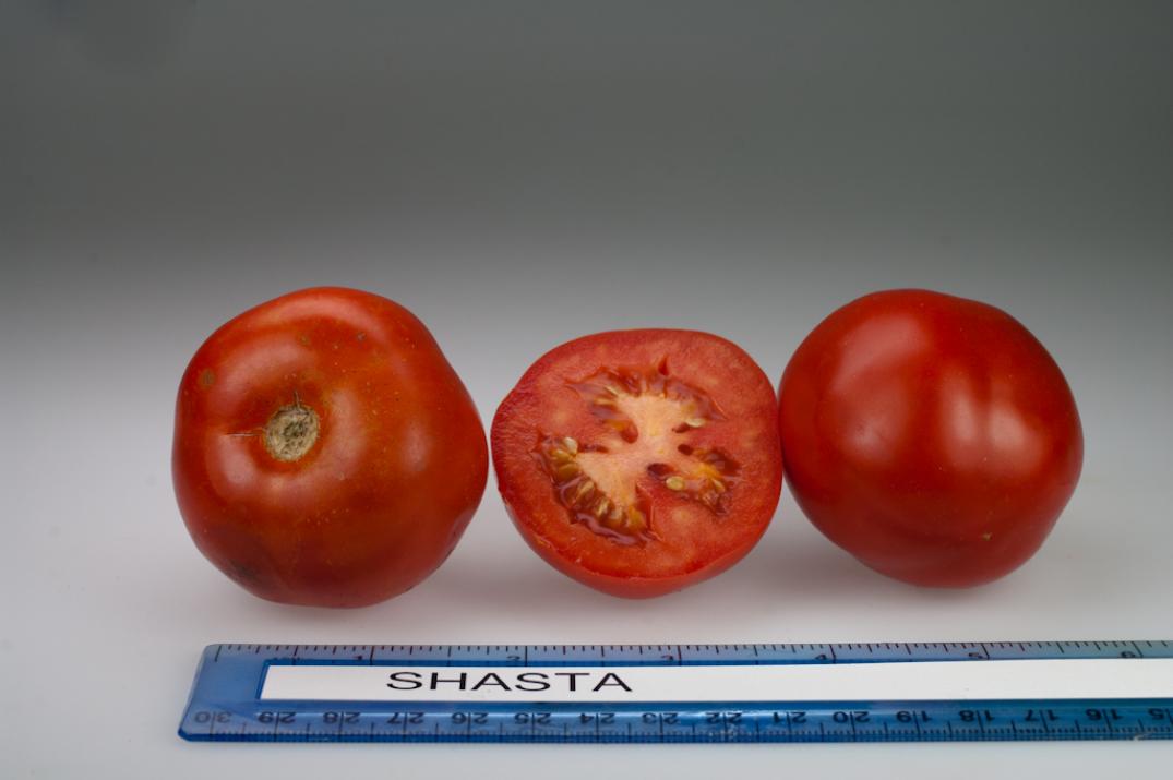 Томат Шаста 2