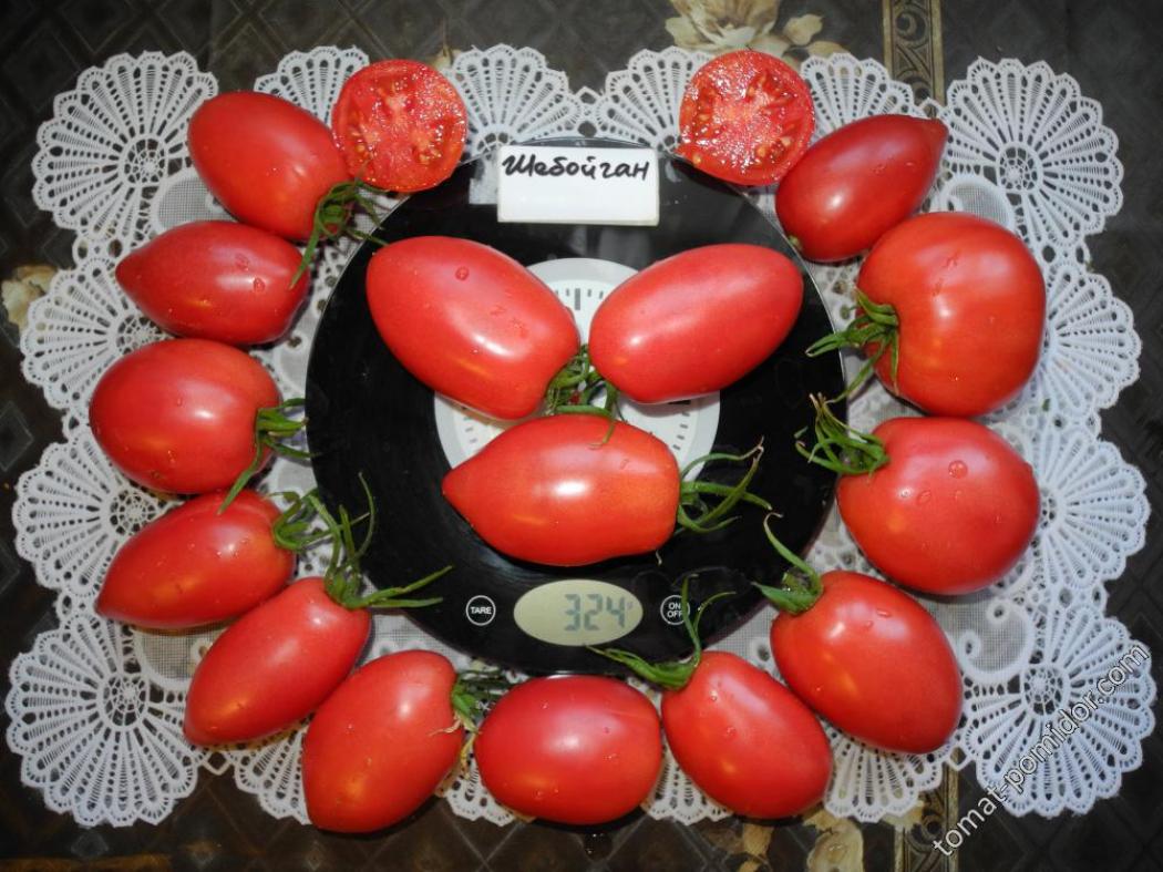 Томат Шебойган 4