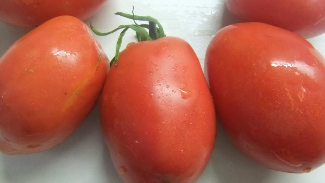 Томат Шебойган